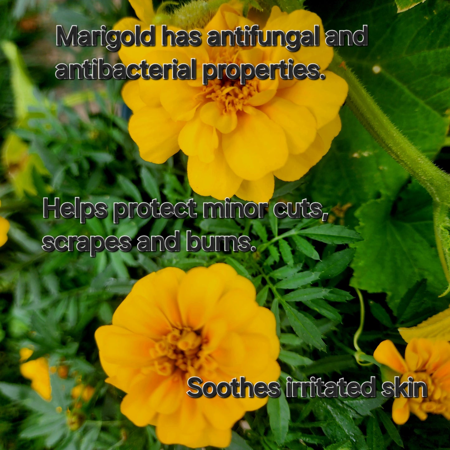 Marigold Boo-Boo salve